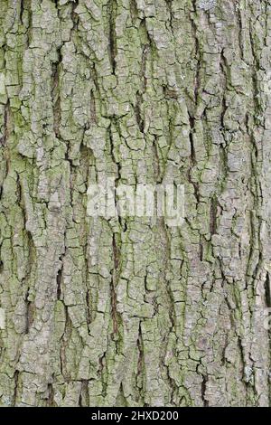 Elmi fluttering (Ulmus laevis), dettaglio corteccia, Renania settentrionale-Vestfalia, Germania Foto Stock