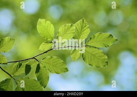 Faggio europeo (Fagus sylvatica), foglie in primavera, Renania settentrionale-Vestfalia, Germania Foto Stock
