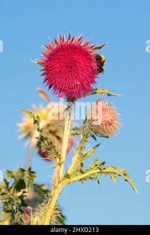 Nodding thistle (Carduus nutans) e bumblebee (Bombus spec.), Renania settentrionale-Vestfalia, Germania Foto Stock