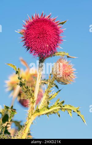 Carduus nutans, fiore, Renania settentrionale-Vestfalia, Germania Foto Stock