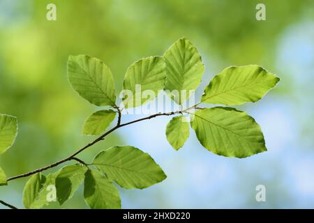 Faggio europeo (Fagus sylvatica), foglie in primavera, Renania settentrionale-Vestfalia, Germania Foto Stock