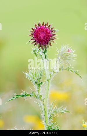 Nodding thistle (Carduus nutans), Renania settentrionale-Vestfalia, Germania Foto Stock