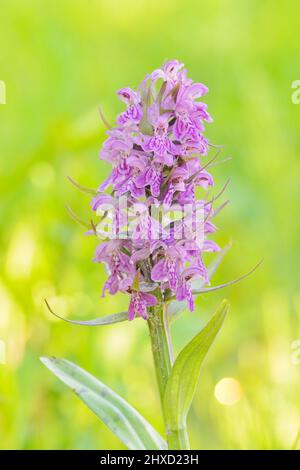 Orchidea a foglia larga (Dactylorhiza majalis), infiorescenza, Renania settentrionale-Vestfalia, Germania Foto Stock