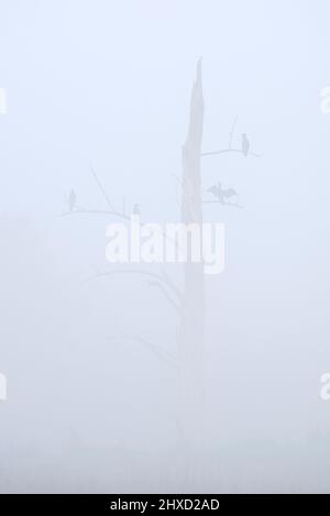 Cormorani (Phalacrocorax carbo) su albero morto nella nebbia, Renania settentrionale-Vestfalia, Germania Foto Stock