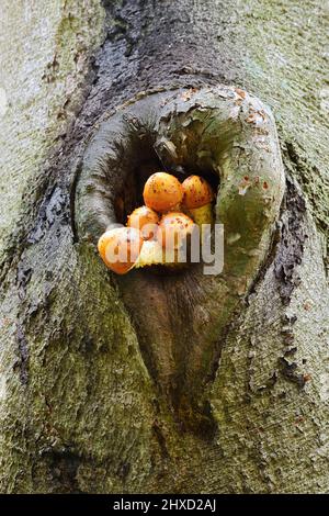 scalycap d'oro (Pholiota aurivella) sul tronco di un faggio di rame (Fagus sylvatica), Renania settentrionale-Vestfalia, Germania Foto Stock