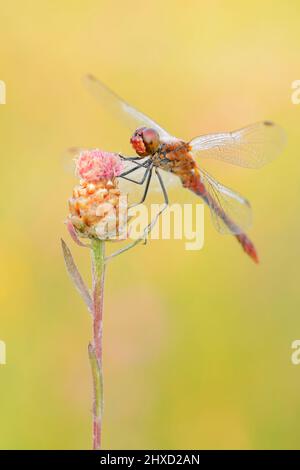 Ruddy darter (Sympetrum sanguineum), maschio, Renania settentrionale-Vestfalia, Germania Foto Stock
