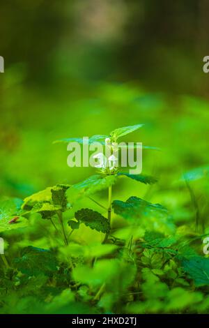 Forest LIFE, White Deadnortle (album Lamium) Foto Stock