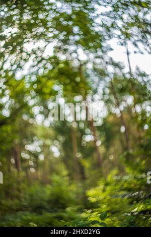 Sfondo dalla natura, bokeh naturale dalla foresta Foto Stock