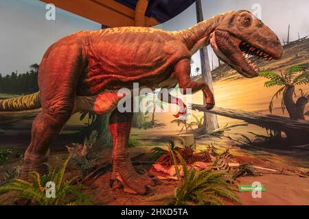 Inghilterra, Isola di Wight, Sandown, Dinosaur Isle Museum, modello di un dinosauro Neovenator Foto Stock