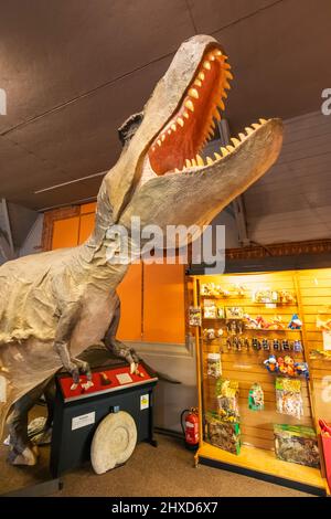 Inghilterra, Dorset, Dorchester, il Museo dei Dinosauri, modello di un Dinosauro Tyrannosaurus Rex Foto Stock