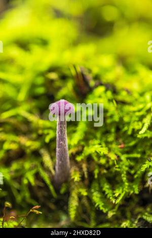 Funghi magici in autunno in una foresta fiabesca, bokeh circolare astratto, imbuto laccario viola (Laccaria ametystina) Foto Stock