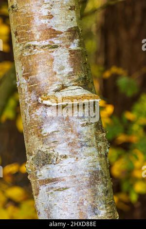 Betulla porling su albero di betulla Foto Stock