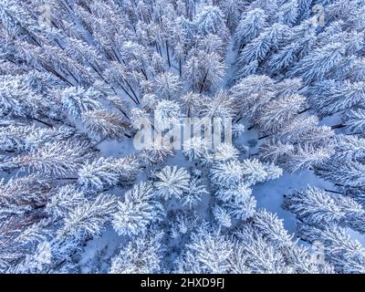 Europa, Italia, Veneto, provincia di Belluno, Dolomiti, vista elevata su una foresta di conifere dopo una nevicata Foto Stock