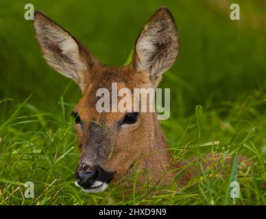 Primo piano del giovane capriolo (Capreolus capreolus) che posava in erba lunga, ha preso la New Forest, Hampshire, Regno Unito Foto Stock