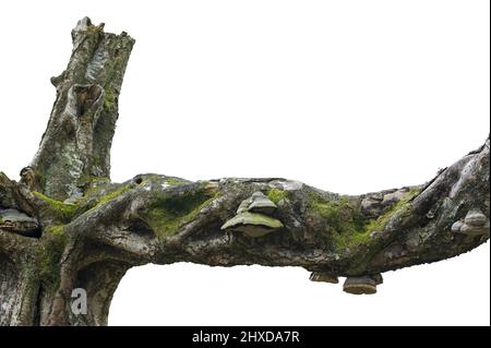 Legno morto, albero morto cresciuto con muschi e funghi, a Büsenbachtal vicino Handeloh, Parco Naturale Lüneburger Heide, Germania, bassa Sassonia Foto Stock