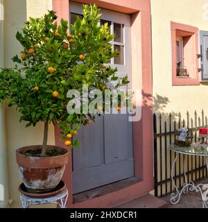 Photo reportage with text, Obere Gasse No 7, homestory, porta d'ingresso, arance tree, casa facciata, Vista della casa, decorazione, Rothenfels, Main Spessart, Franconia, Baviera, Germania, Europa Foto Stock
