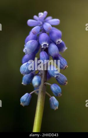 Closeup di singolo spike fiore di uva Iacinto (Muscari armeniacum) su sfondo diffuso Foto Stock