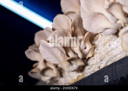 Fungo di ostrica cresciuto nel sacchetto nel buio Foto Stock