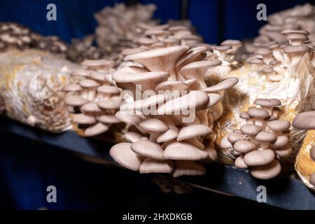 Fungo di ostrica cresciuto nel sacchetto nel buio Foto Stock