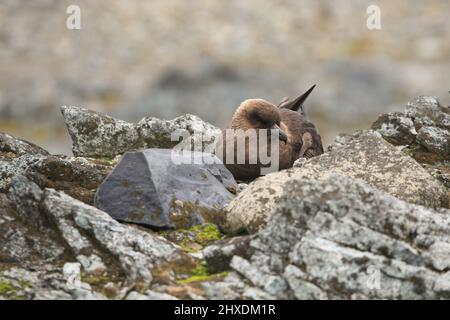 Uccello Skua seduto su un nido sulla costa rocciosa di Half Moon Island, Antartide. Questo uccello predatore predatorio predica sui pulcini dei pinguini. Foto Stock