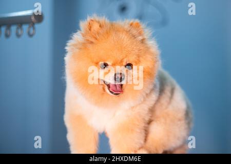 Piccolo e carino cucciolo di Pomerania Foto Stock