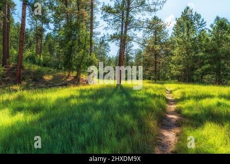 Lincoln National Forest prato e pini nella contea di Lincoln, New Mexico, USA. Foto Stock