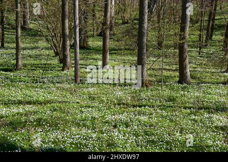 Paesaggio forestale svedese con anemoni in legno bianco fiorito a terra in primavera. Foto Stock
