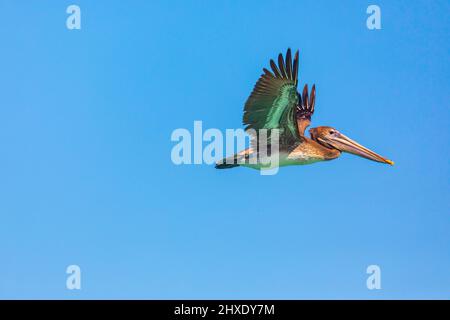 Playa El Tecolote, la Paz, Baja California sur, Messico. Pelican marrone sul mare di Cortez. Foto Stock