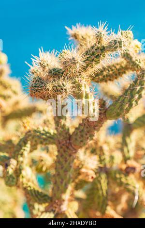 Playa el Burro, Mulegé, Baja California sur, Messico. Cholla cactus nel deserto sul mare di Cortez. Foto Stock