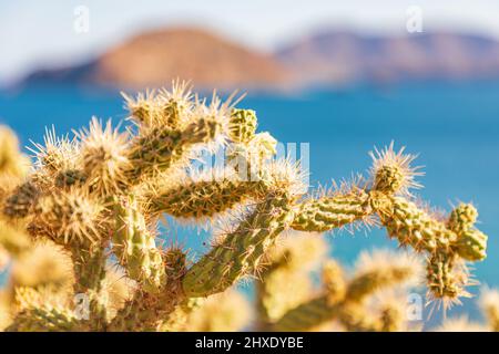 Playa el Burro, Mulegé, Baja California sur, Messico. Cholla cactus nel deserto sul mare di Cortez. Foto Stock