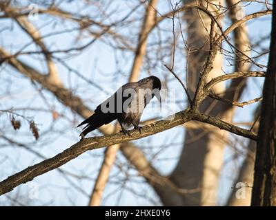 Black Carrion Crow seduto sul ramo Foto Stock