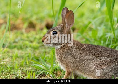 Un coniglio di cottontail orientale siede al bordo di erba alta che alimenta sulla vegetazione di terra. Foto Stock