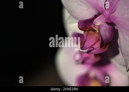 Rosa falaenopsis orchidea in fiore visto da vicino Foto Stock