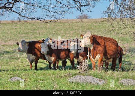 Mandria di mucche di manzo Hereford in un campo di contadini in un giorno di sole Foto Stock