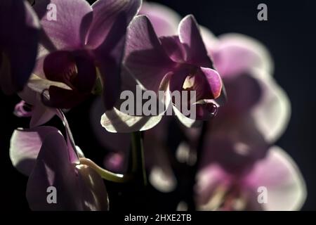 Rosa falaenopsis orchidea in fiore visto da vicino Foto Stock