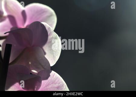 Rosa falaenopsis orchidea in fiore visto da vicino Foto Stock