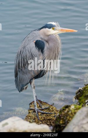 Great Blue Heron in piedi sul bordo dell'acqua sulle rocce Foto Stock