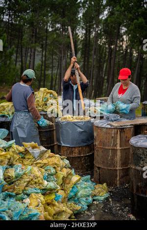 Lavoratori tradizionali che immagazzinano la resina degli alberi dai sacchetti colorati Foto Stock