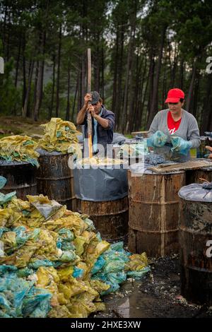 Lavoratori tradizionali che immagazzinano la resina degli alberi dai sacchetti colorati Foto Stock