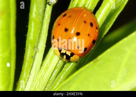 Asian (Harlequin) lady Beetle (Harmonia axyridis) Adulti e palcoscenico pupa Foto Stock