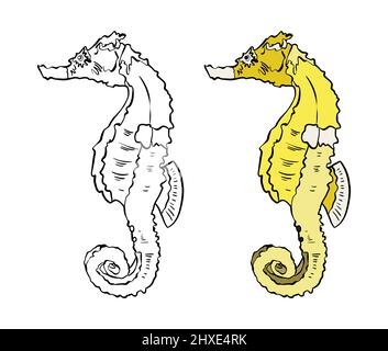 Illustrazione di un libro da colorare a colori e in bianco e nero. Disegno di un cavalluccio marino su sfondo bianco isolato. Illustrazione di alta qualità Foto Stock