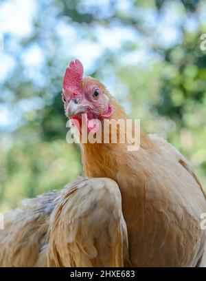 uovo che posa giallo pollo di bantam di colore giallo, piccola varietà di polli, gallina domestica ornamentale closeup, sfondo naturale, profondità di campo poco profonda Foto Stock