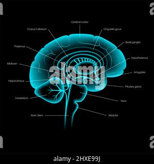 Anatomia cerebrale, illustrazione Foto Stock