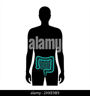 Microbioma intestinale, illustrazione Foto Stock