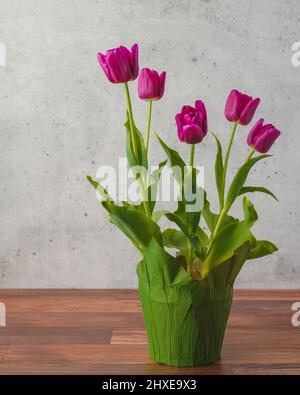 Mazzo di belle tulipani borgogna in un vaso di fiori vicino su sfondo di legno, spazio copia Foto Stock