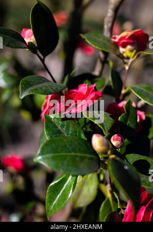 fiori rosa selvaggi chiamati camellia japonica nella foresta Foto Stock