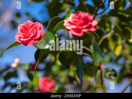 fiori rosa selvaggi chiamati camellia japonica nella foresta Foto Stock