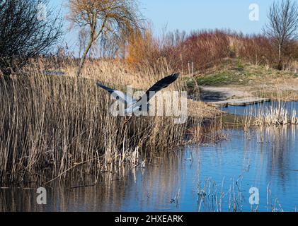 L'airone blu vola su un lago in un parco durante la stagione primaverile Foto Stock