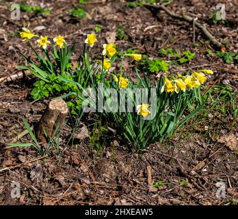 Colorati narcisi gialli con sfondo verde in primavera in un parco chiamato Het Haarlemmermeerse bos a Hoofddorp Paesi Bassi Foto Stock