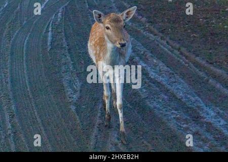 piccoli cervi macchiati che camminano su una strada fangosa Foto Stock